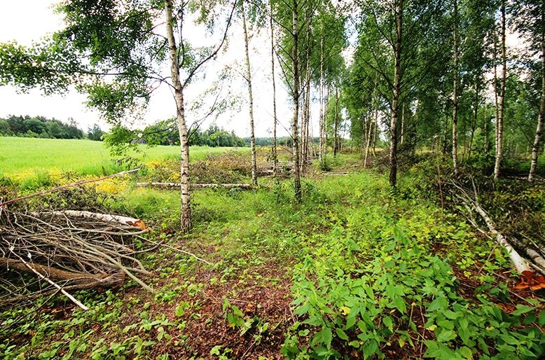 Lauksaimniecības platību attīrīšana no kokaugiem